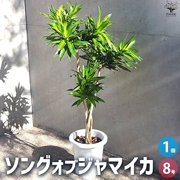 ドラセナ　ソングオブジャマイカ　苗　バラ売り 710m+wRF3wL._UF350,350_QL80_.jpg
